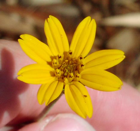 Wedelia texana
